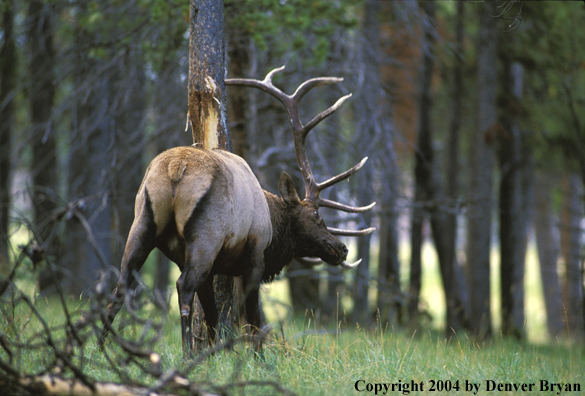 Bull elk rubbing