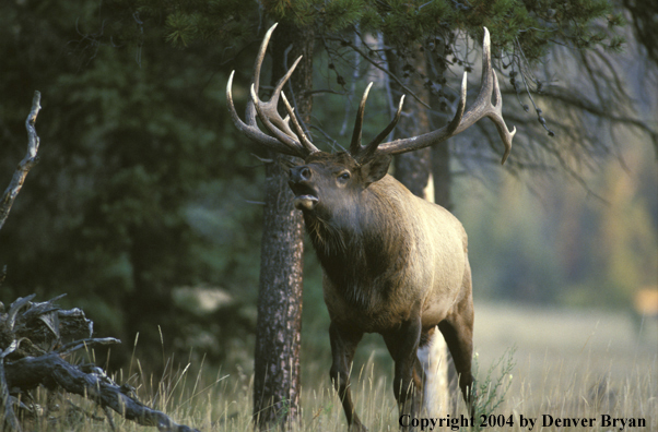 Bull elk bugling