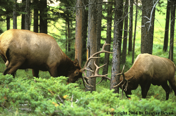 Bull elk rubbing