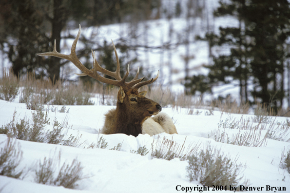 Bull elk bedded.