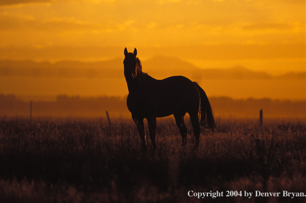 Quarter horse in pasture during sunset.