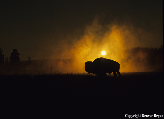 Bison in early morning fog.