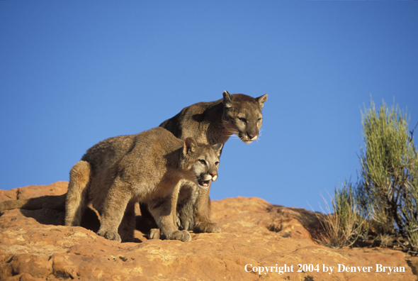 Mountain lions in habitat