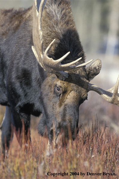 Bull moose in grazing.