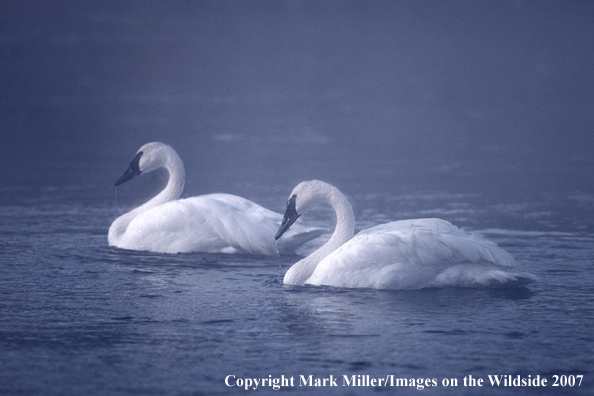 Trumpeter swans