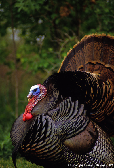 Eastern Wild Turkey