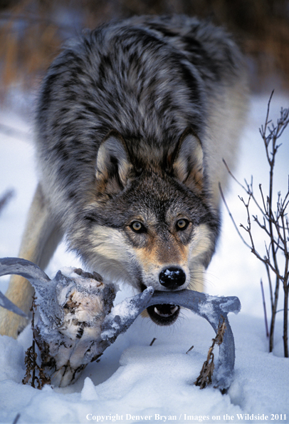 Gray wolf chewing on antlers.