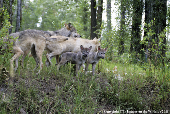 Gray wolf pups with adult wolves.