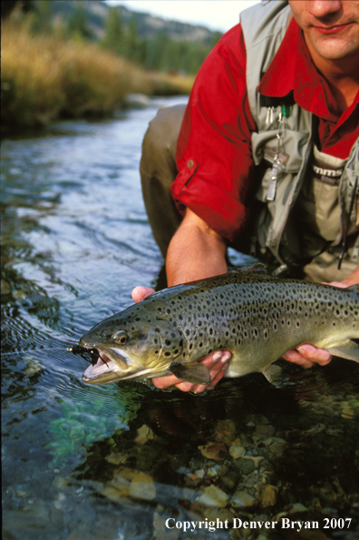 Flyfisherman holding brown trout.