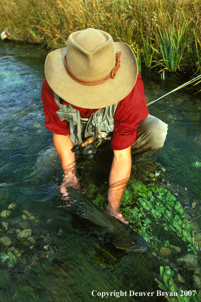 Flyfisherman releasing brown trout.