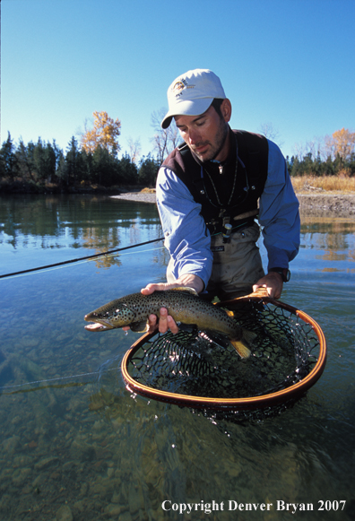 Flyfisherman releasing brown trout.