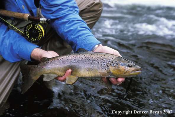 Brown Trout.