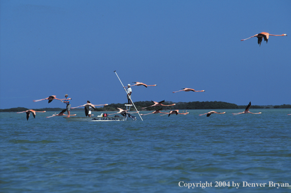 Flamingos flying infront of saltwater fishing boat.