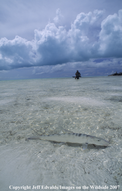 Flyfisherman casts to a bonefish 