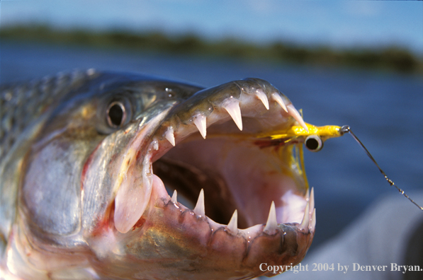 Tigerfish with fly. 