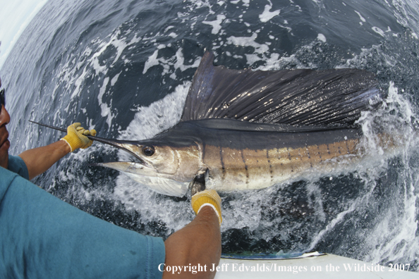 Guide about to release large sailfish