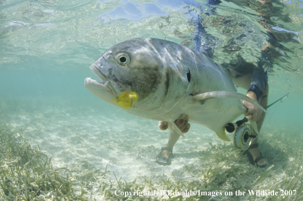 Jack Crevalle