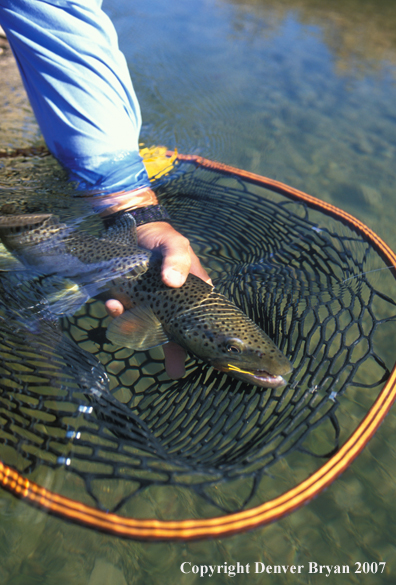 Brown Trout.