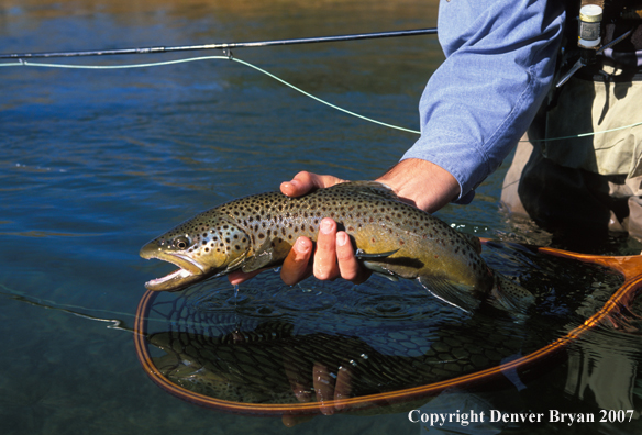 Brown Trout.