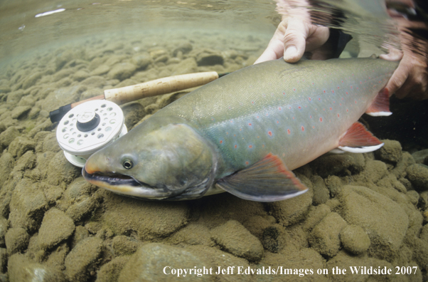 Dolly Varden underwater