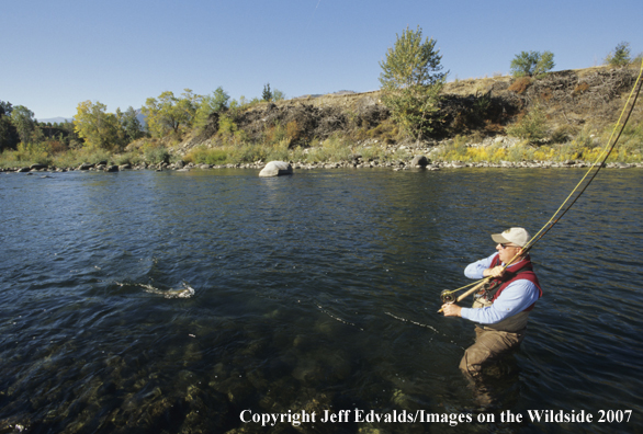 Flyfisherman landing a Steelhead Trout