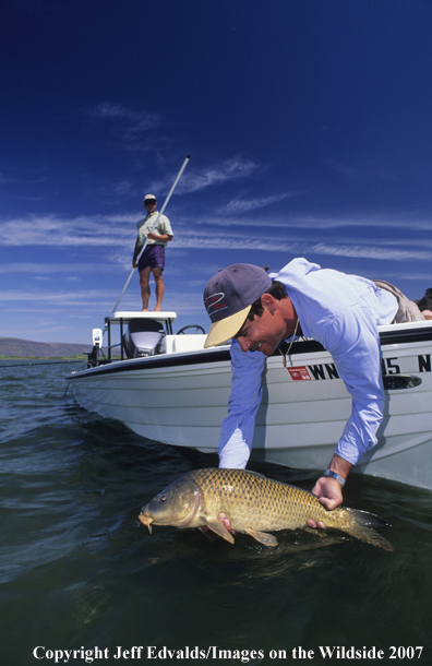 Carp being released