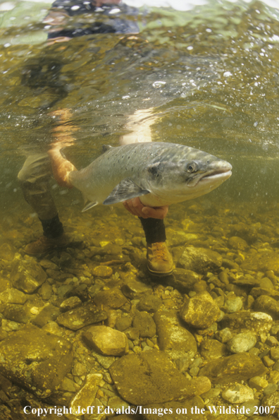 Atlantic Salmon