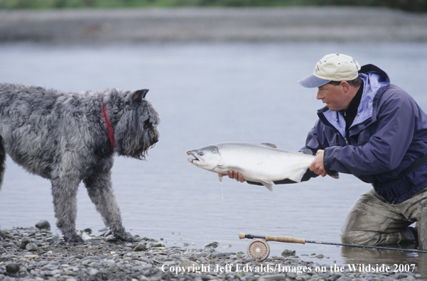 Flyfisherman show dog a nice Silver Salmon