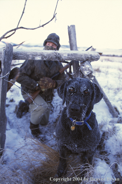 Black Lab with waterfowl hunter.