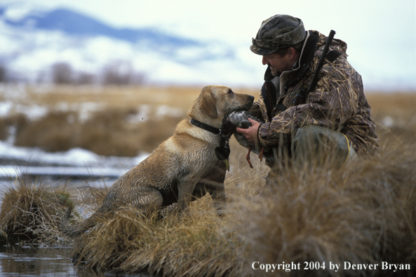 Waterfowl hunter taking duck from yellow Lab. 