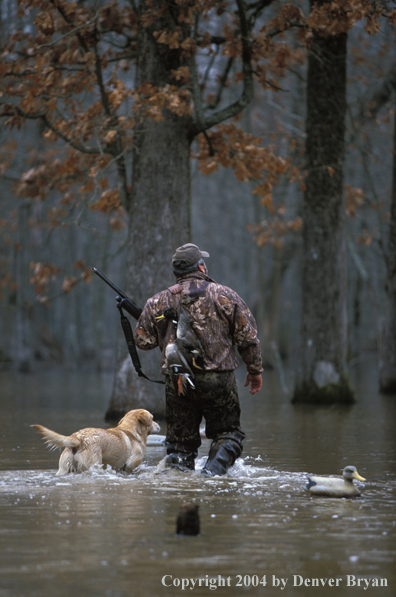 Waterfowl hunter with yellow Lab and bagged ducks. 