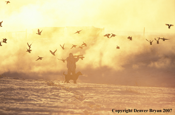 Waterfowl hunter shooting at ducks with black Lab. 