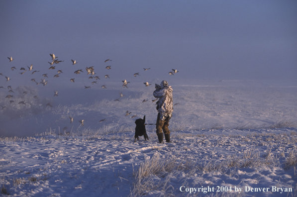 Waterfowl hunter shooting at ducks with black Lab. 