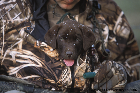 Waterfowl hunter with chocolate Lab pup. 