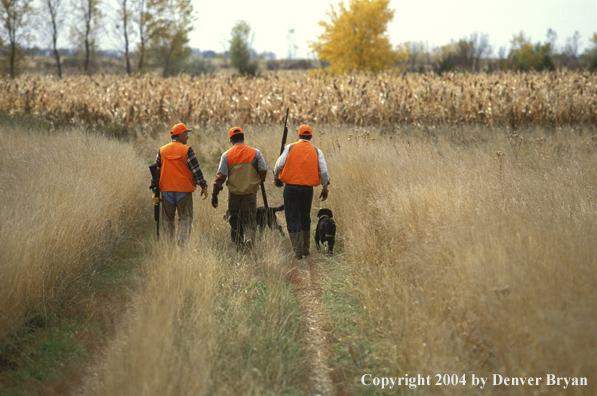 Upland bird hunters with black Labrador Retrievers.