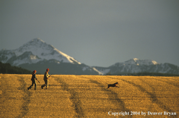 Upland bird hunters and dog hunting a field.