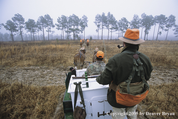 Upland bird hunters in horse cart hunting for Bobwhite quail.