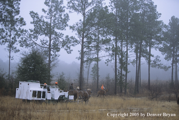 Upland bird hunters in mule drawn carriage hunting for Bobwhite quail.