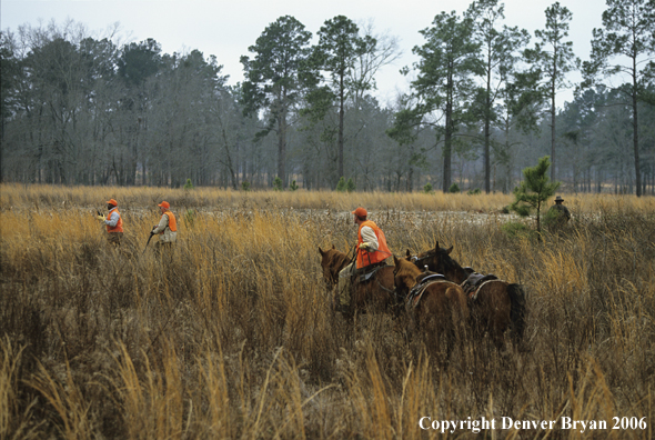 Upland bird hunters in field handler with horses in foreground.