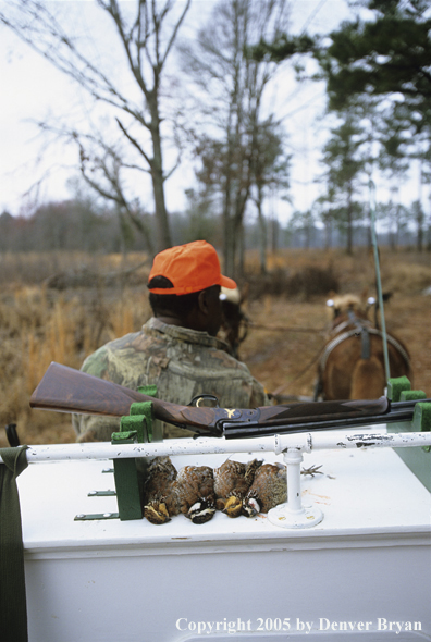 Close up of bagged bobwhite quail on mule drawn carrige.