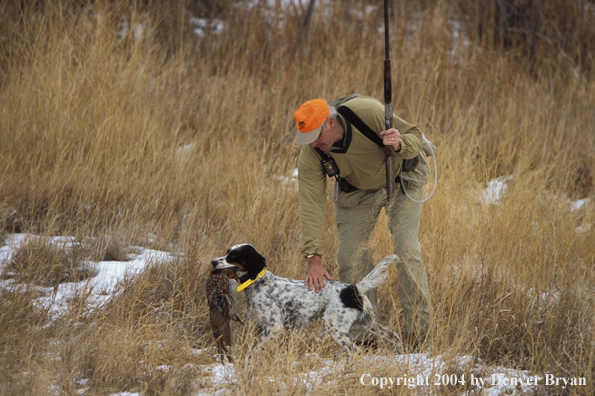 Upland bird hunter with English Setter.