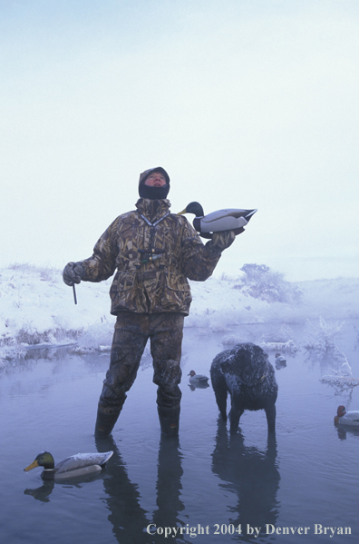 Waterfowl hunter with black Lab setting decoys. 