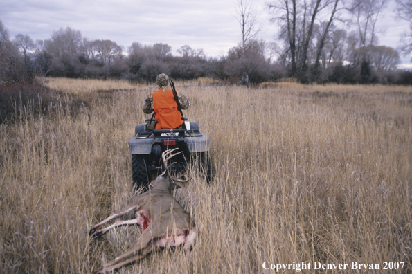 Hunter pulling downed white-tail deer with ATV