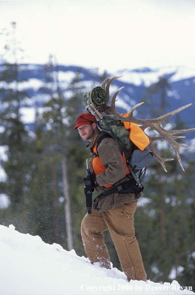 Big game hunter packing elk rack out on snowshoes.