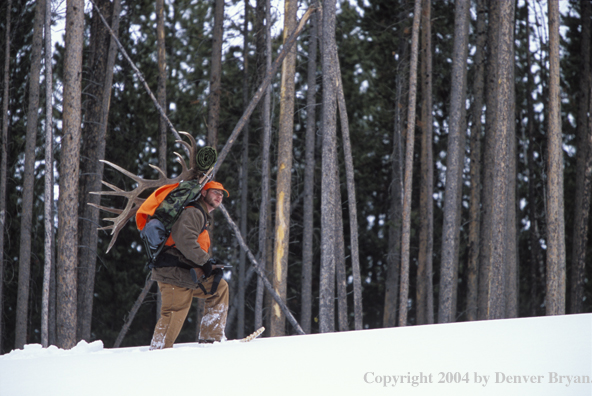 Big game hunter packing elk rack out on snowshoes.