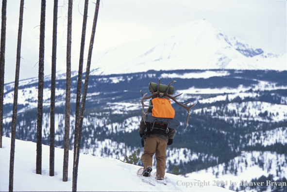 Big game hunter packing elk rack out on snowshoes.