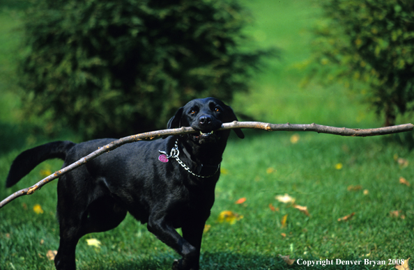 Labrador Retriever