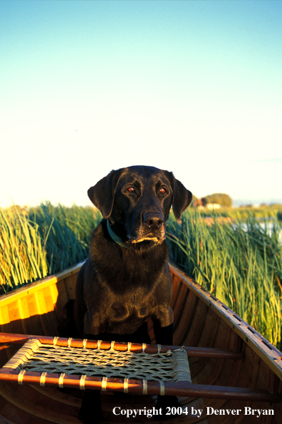 Black Labrador Retriever in canoe