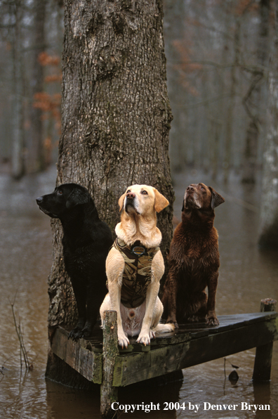 Black, chocolate, and yellow Labrador Retrievers on stand