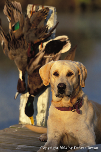 Yellow Labrador Retriever with bagged ducks.